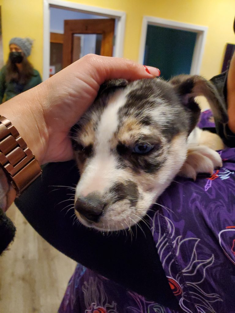Petting cute merle puppy Petting cute merle puppy