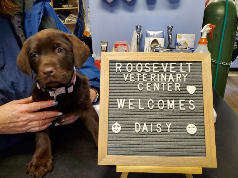 Puppy and welcome sign Puppy and welcome sign