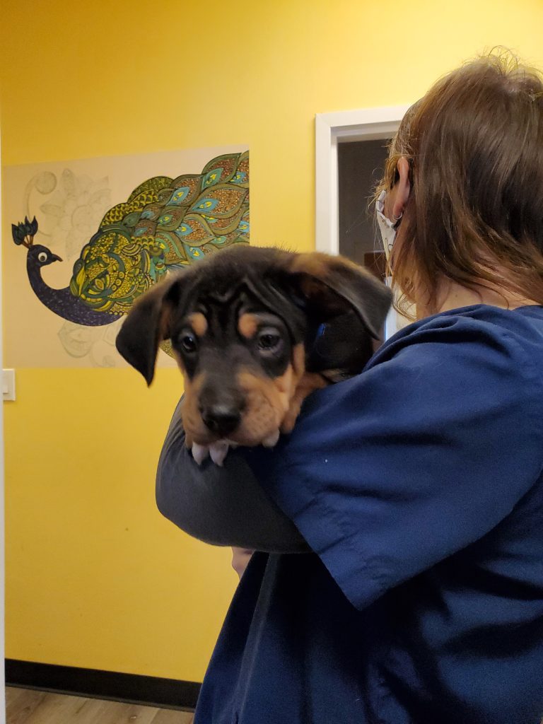 Puppy held by person Puppy held by person