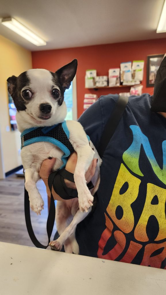 Small dog in harness Small dog in harness