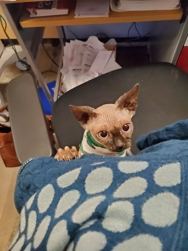 Sphynx cat peeking over blue Sphynx cat peeking over blue