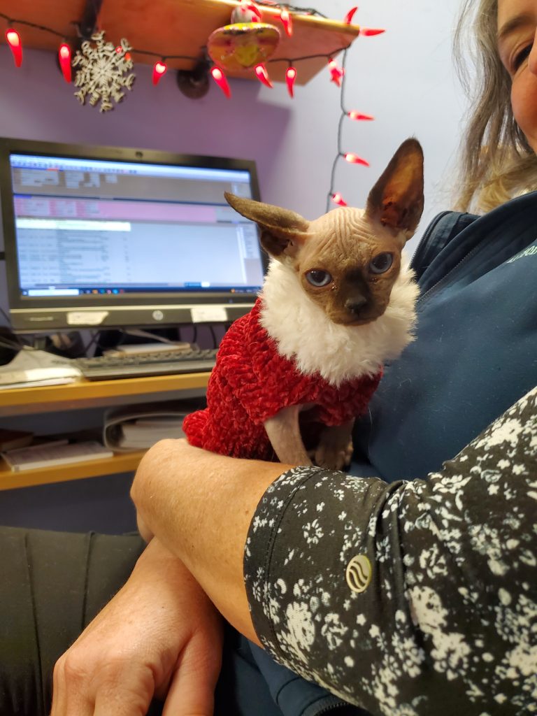 Sphynx cat, red sweater Sphynx cat, red sweater