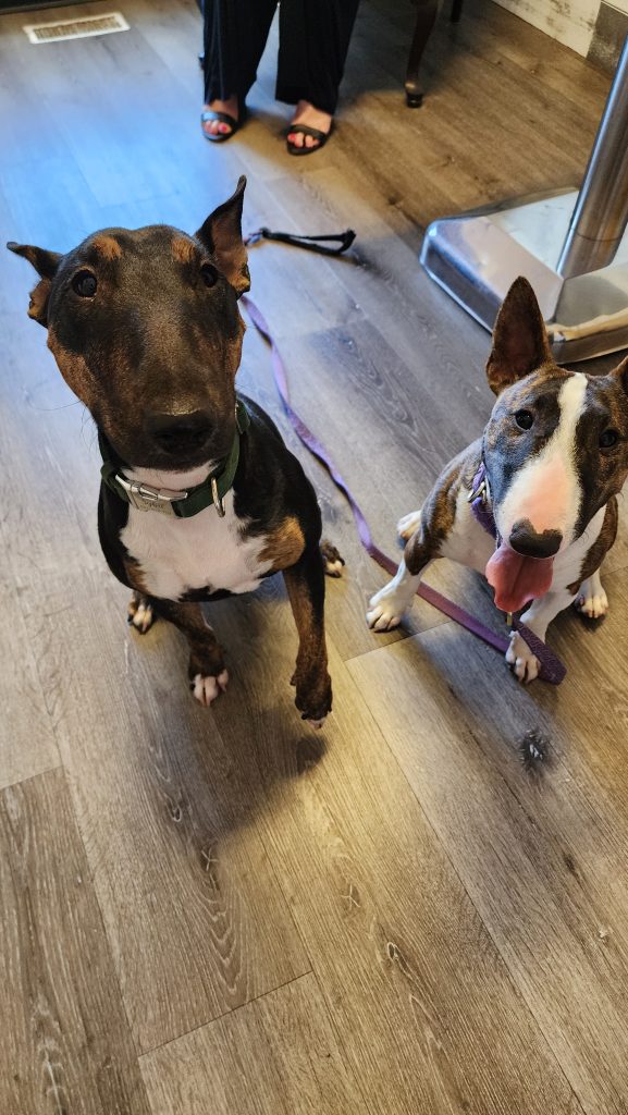 Two bull terriers sitting Two bull terriers sitting