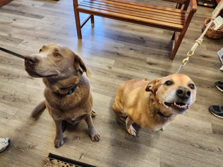 Two dogs on leashes Two dogs on leashes