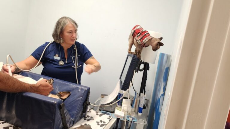 Vet, animal exam, Sphynx cat Vet, animal exam, Sphynx cat