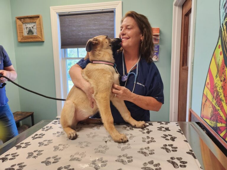 Vet cuddling happy puppy. Vet cuddling happy puppy.