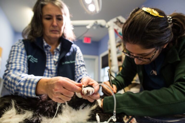 Veterinarians treating cat’s paw Veterinarians treating cat's paw