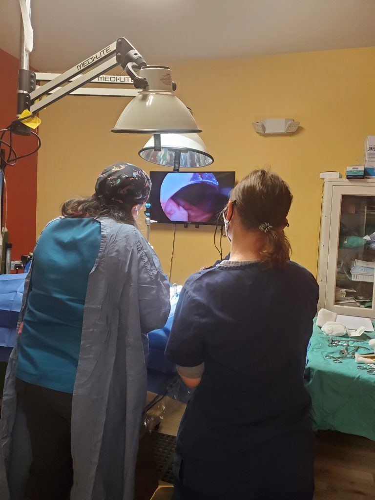 Veterinary doctors performing surgery, endoscopy. Veterinary doctors performing surgery, endoscopy.