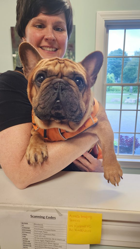 Woman holding brown Frenchie Woman holding brown Frenchie