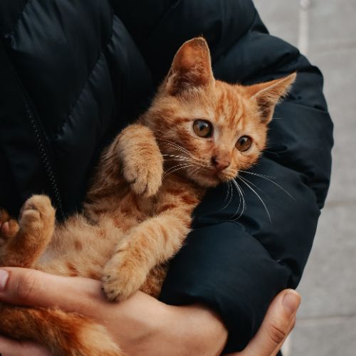 A small orange tabby kitten with wide eyes rests in a person’s arms